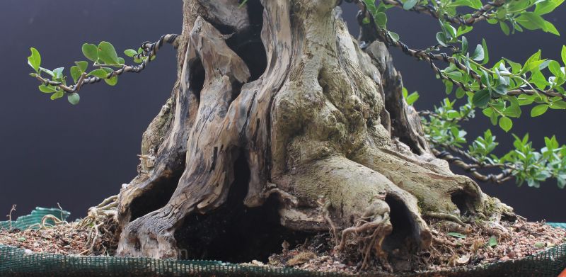 privet bonsai